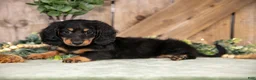 Miniature Dachshund dogs for sale: Asher - Ad 1
