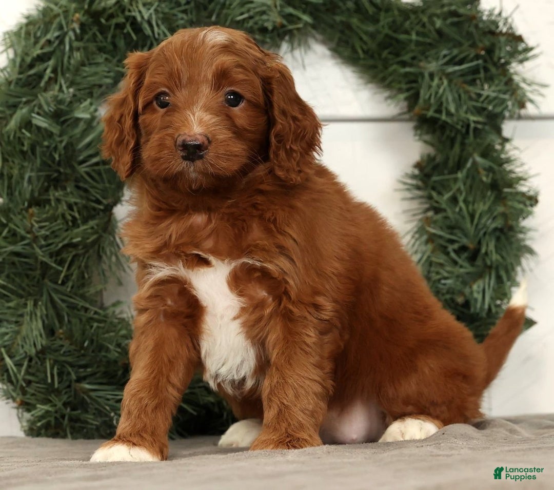 Mini Goldendoodle dogs for sale: Scarlett - Ad 3