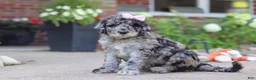 Newfypoo dogs for sale: Raina - Ad 4