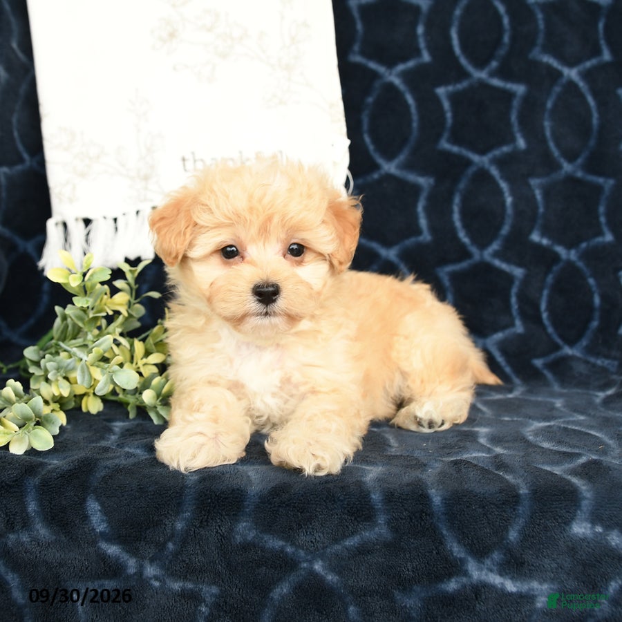 Maltipoo dogs Leo - Ad 2