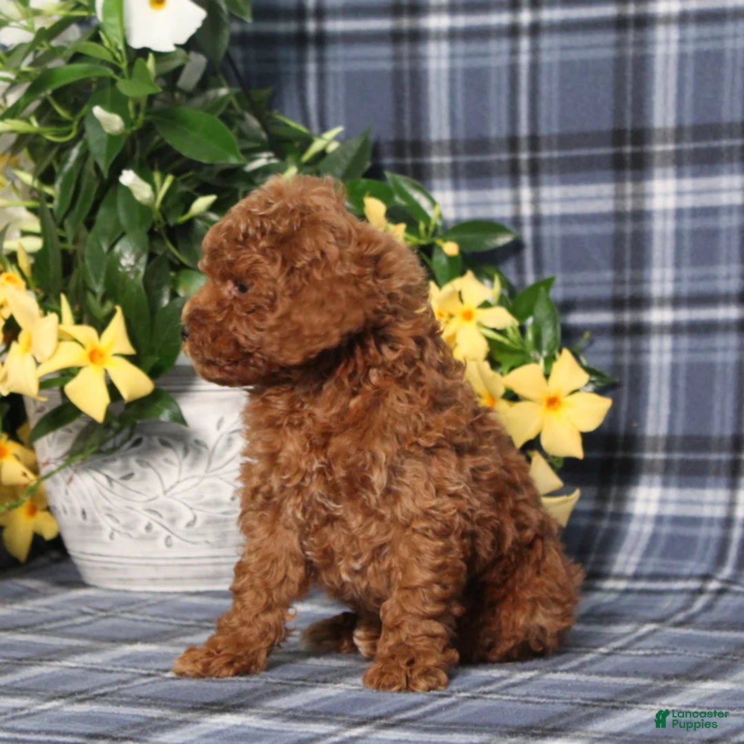 Miniature Poodle dogs for sale: Nelson - Ad 2