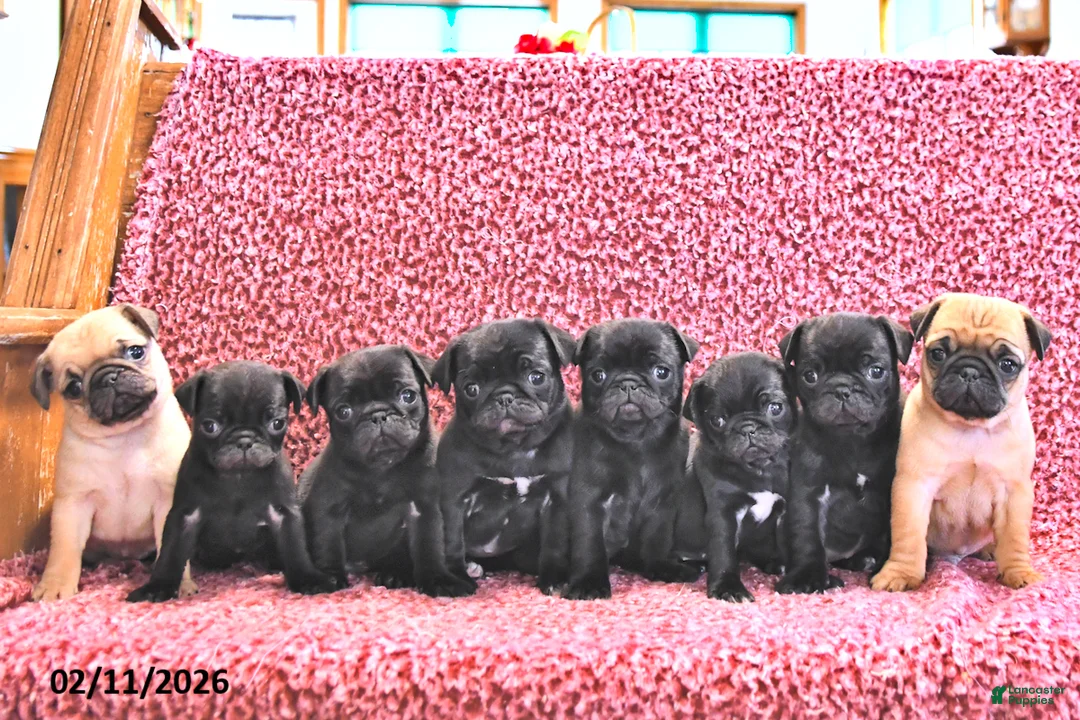 Mixed Breed dogs for sale: Bowser - Ad 3