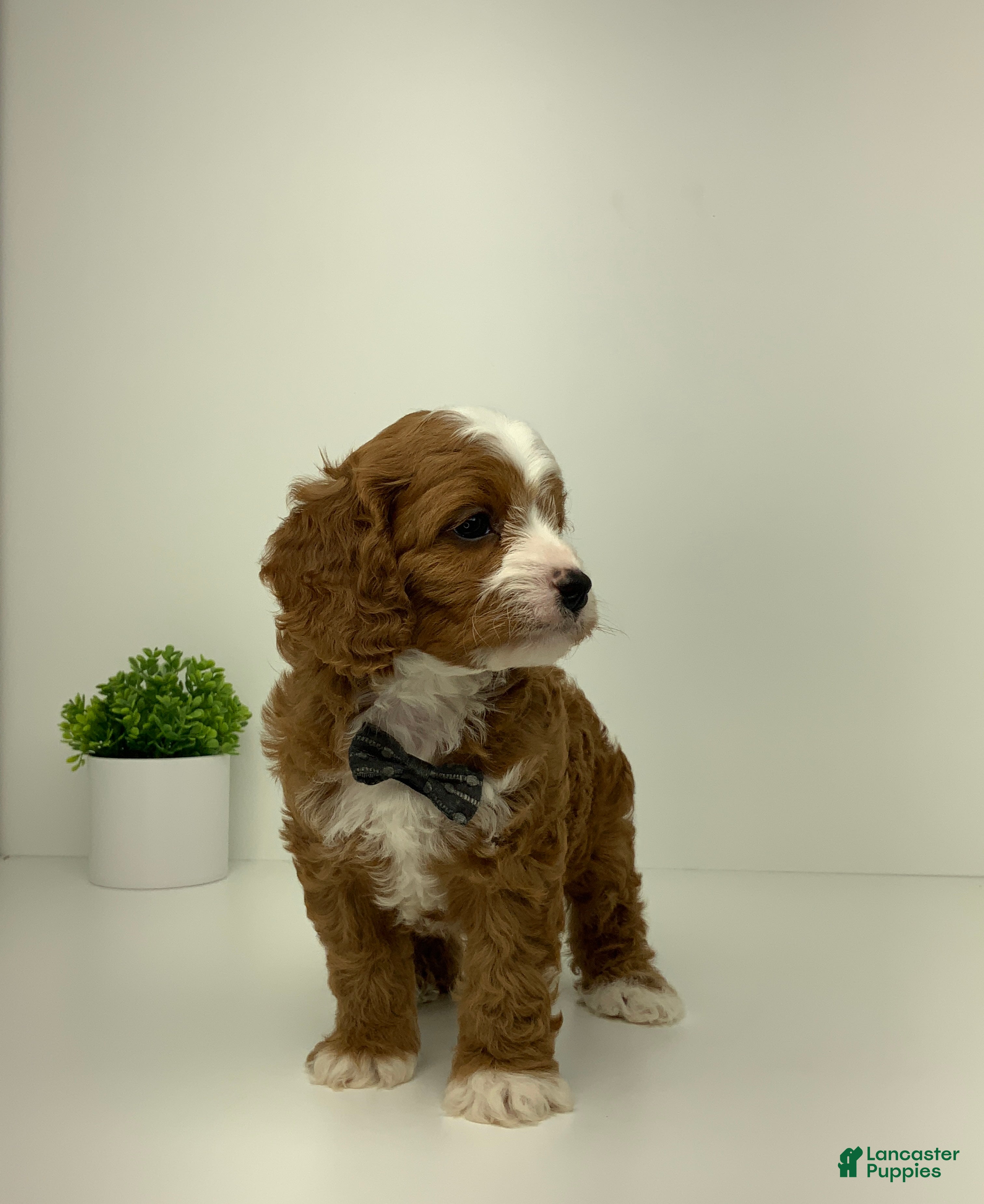 Cavapoo dogs Conner - Ad 2