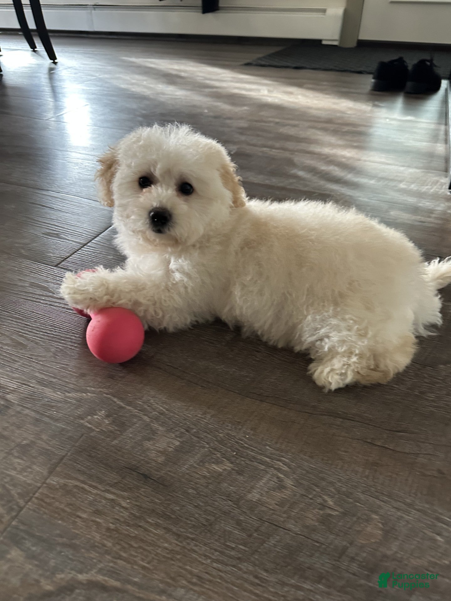 Bichpoo dogs terra - Ad 25