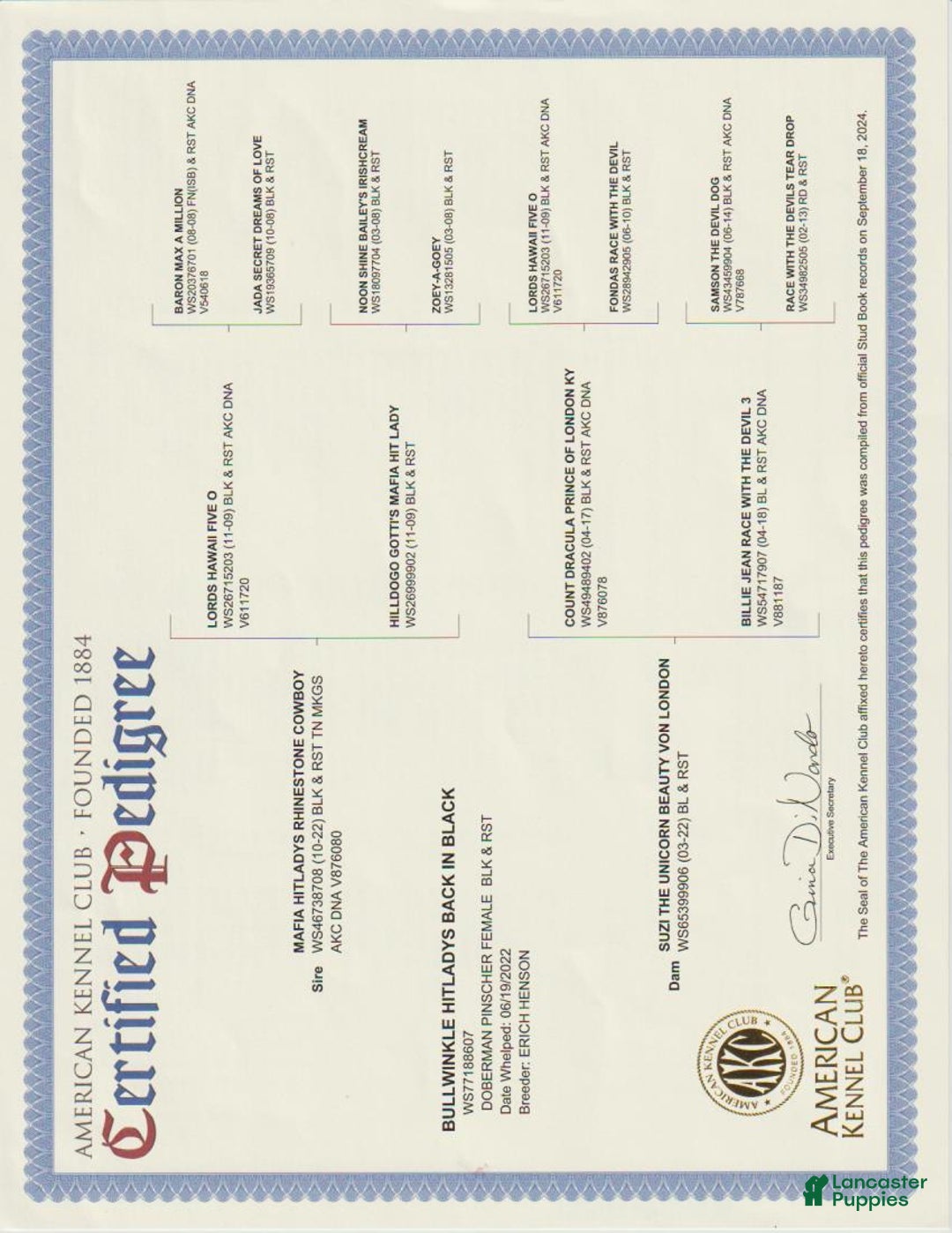 Doberman Pinscher dogs for sale: Doberman Pinscher Puppy 2 - Ad 9