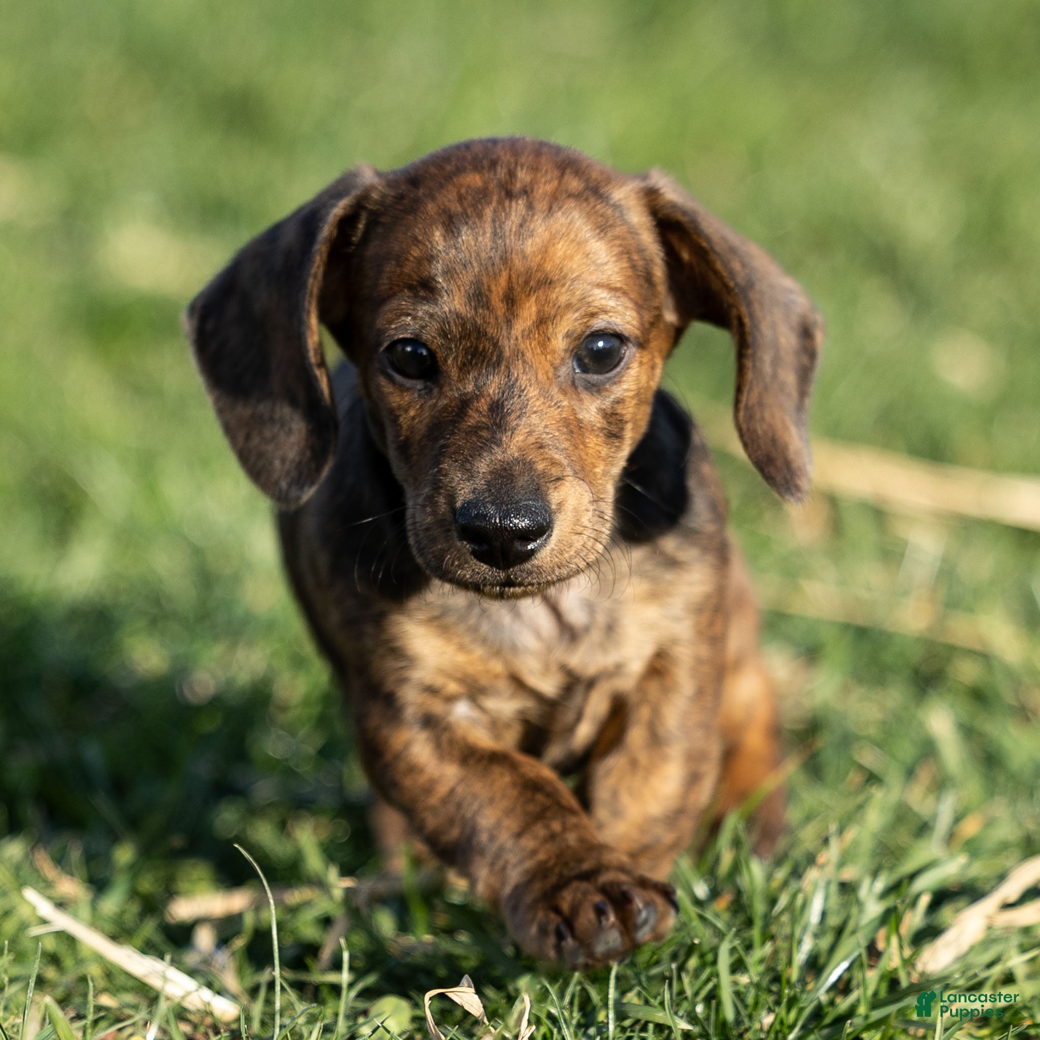 Dachshund dogs Cooper - Ad 28