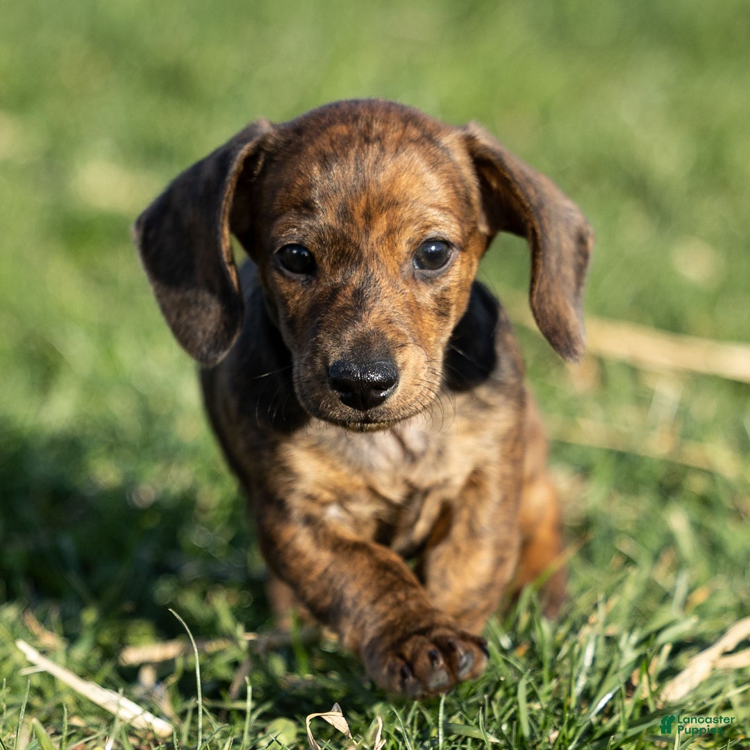Dachshund dogs for sale: Cooper - Ad 1
