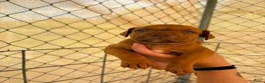 American Pit Bull Terrier 3