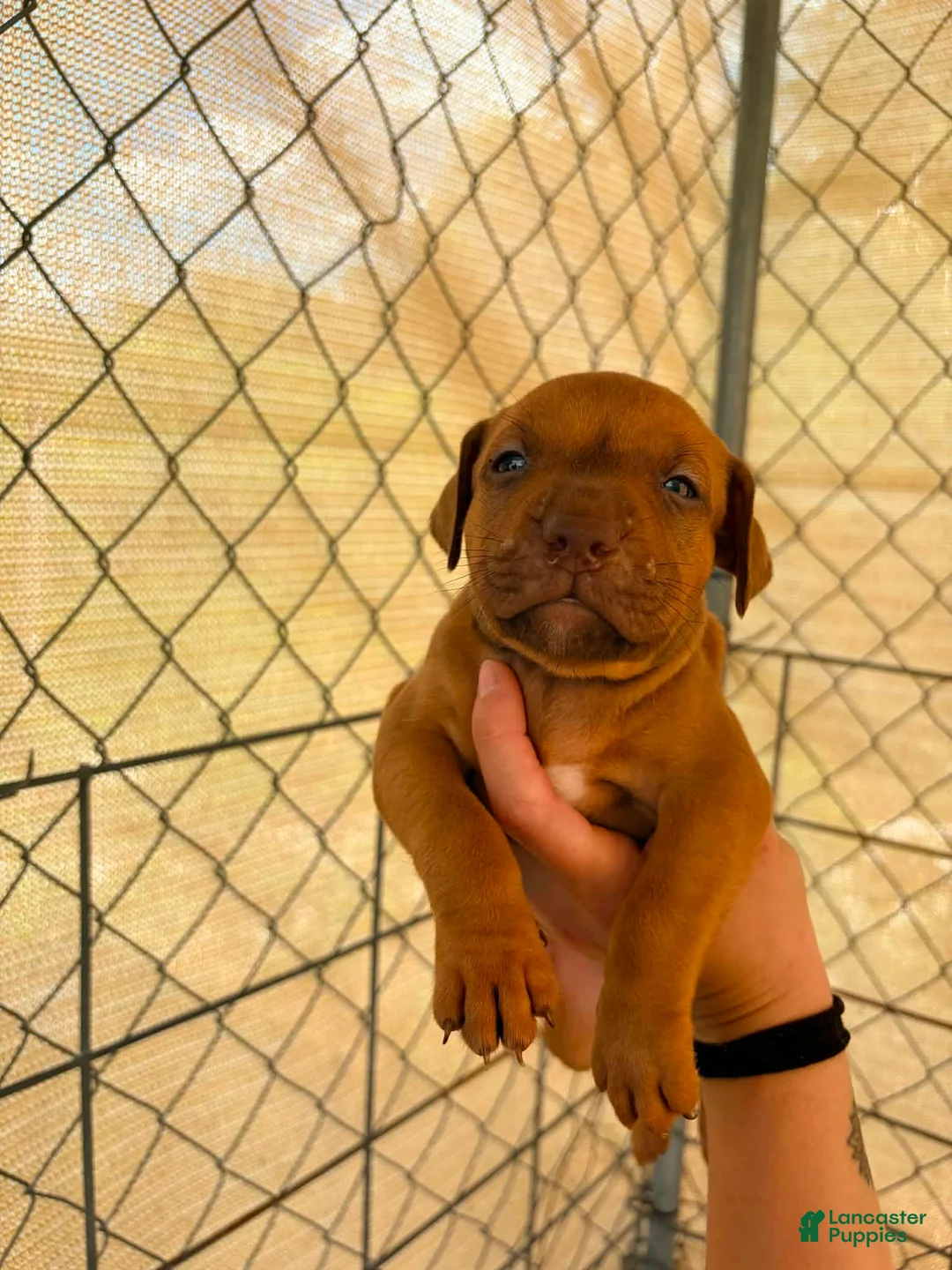 American Pit Bull Terrier dogs for sale: American Pit Bull Terrier 3 - Ad 1