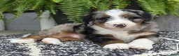 Mini Bernedoodle dogs for sale: Mini Tank - Ad 5