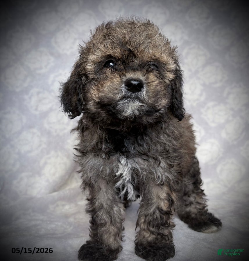 Maltipoo dogs Goldie - Ad 2