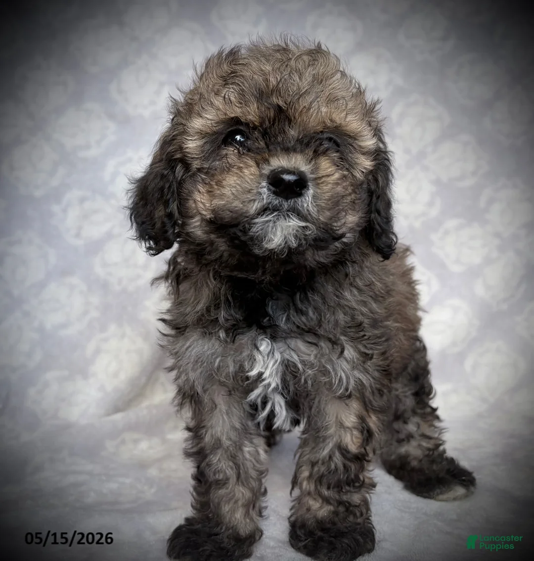 Maltipoo dogs for sale: Goldie - Ad 2