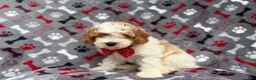 Cockapoo dogs for sale: Lucky - Ad 3