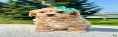 Girl Maltipoo 4