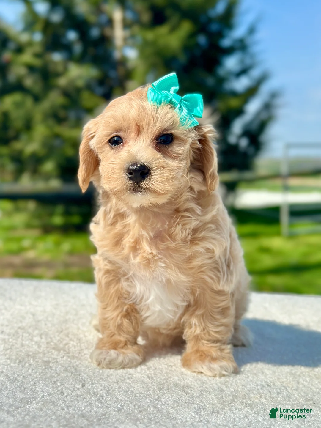 Maltipoo dogs for sale: Girl Maltipoo 4 - Ad 1