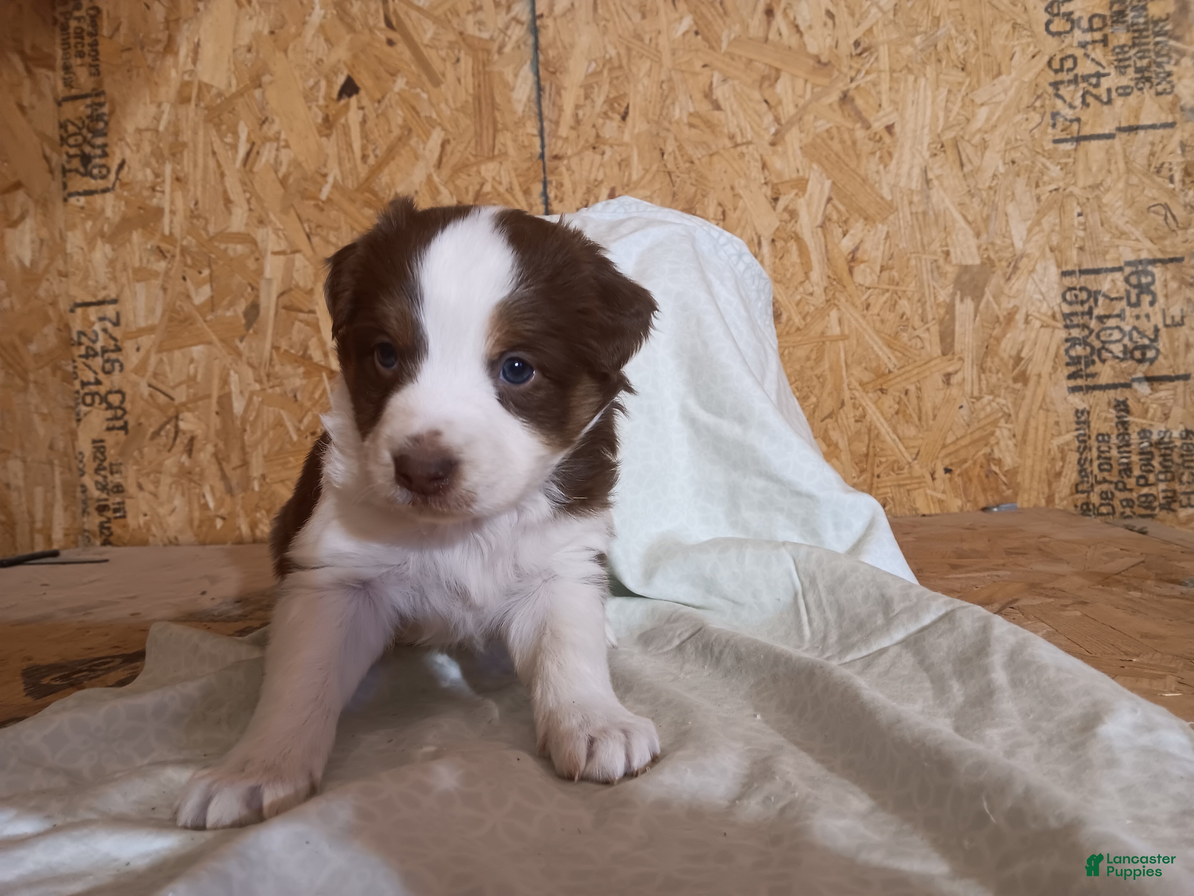Australian Shepherd dogs for sale: Graham - Ad 4