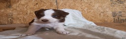 Australian Shepherd dogs for sale: Graham - Ad 1
