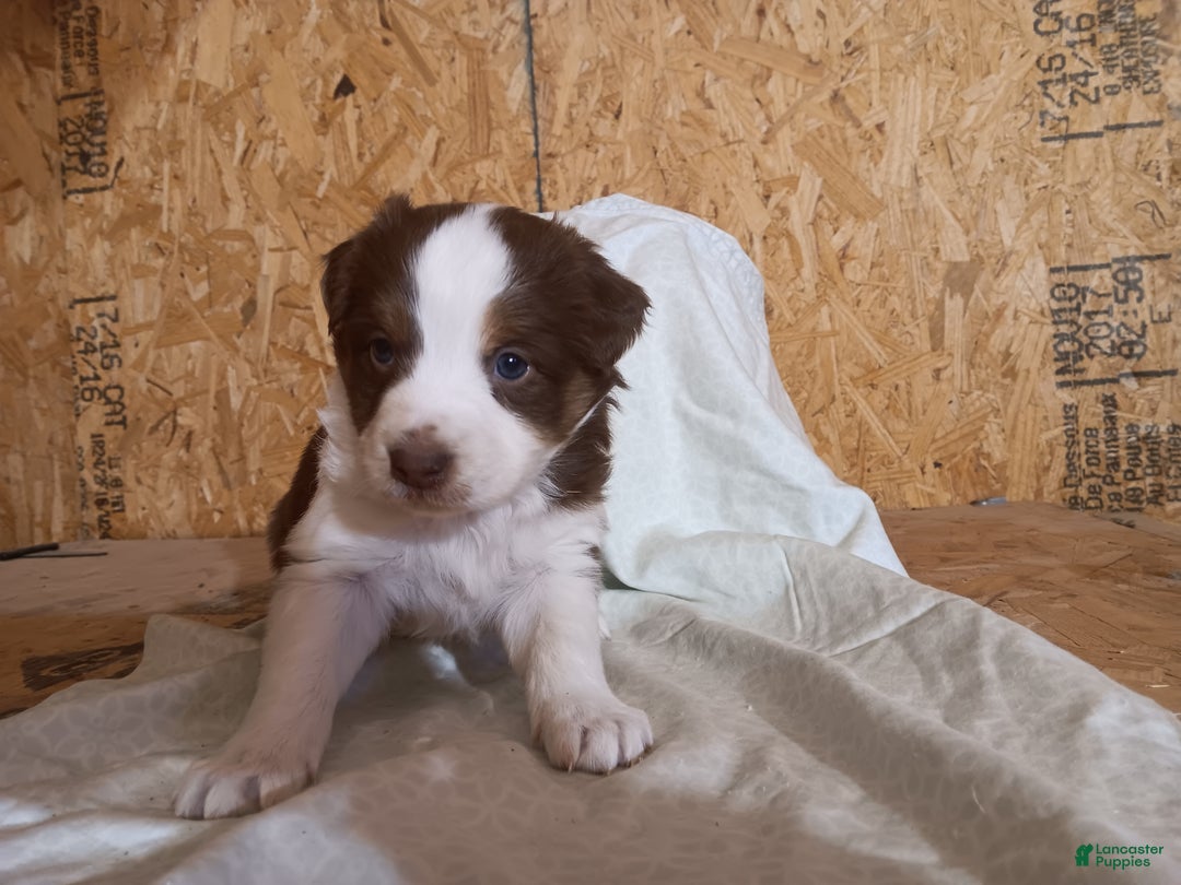 Australian Shepherd dogs for sale: Graham - Ad 1