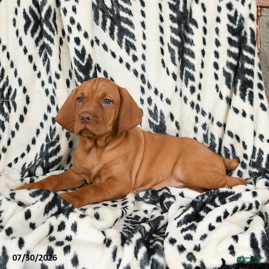 Vizsla dogs Cheif - Ad 1