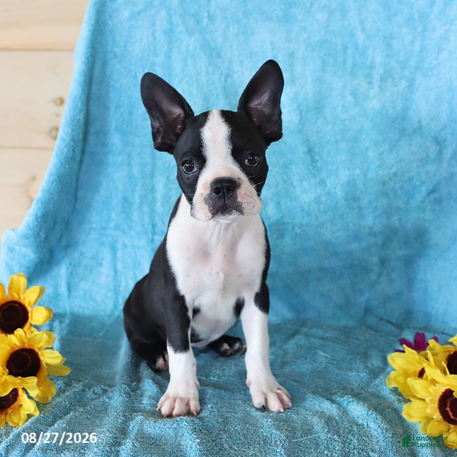 Boston Terrier dogs Starlight - Ad 1