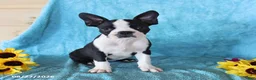 Boston Terrier dogs for sale: Starlight - Ad 1