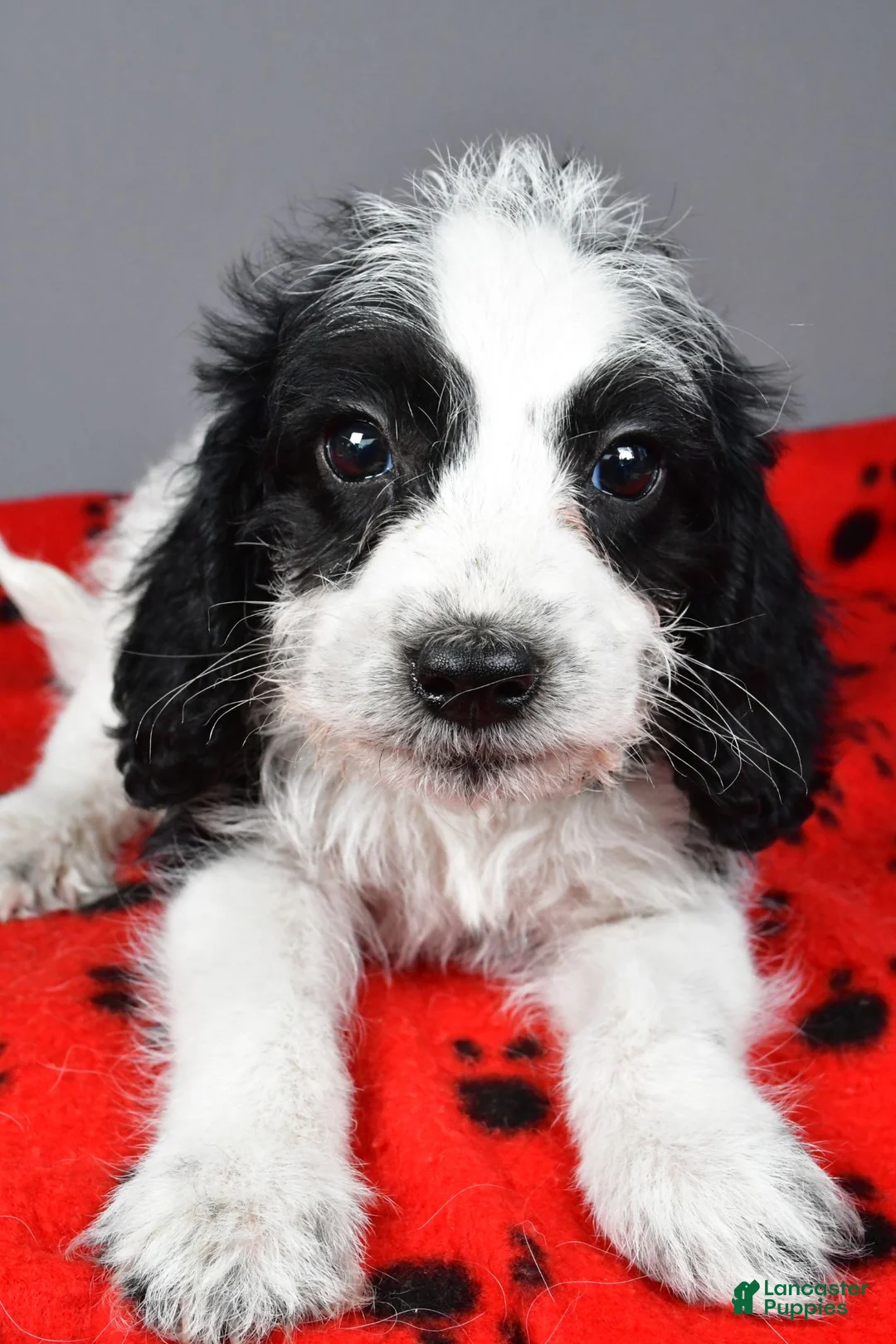 Mixed Breed dogs for sale: Charles - Ad 5