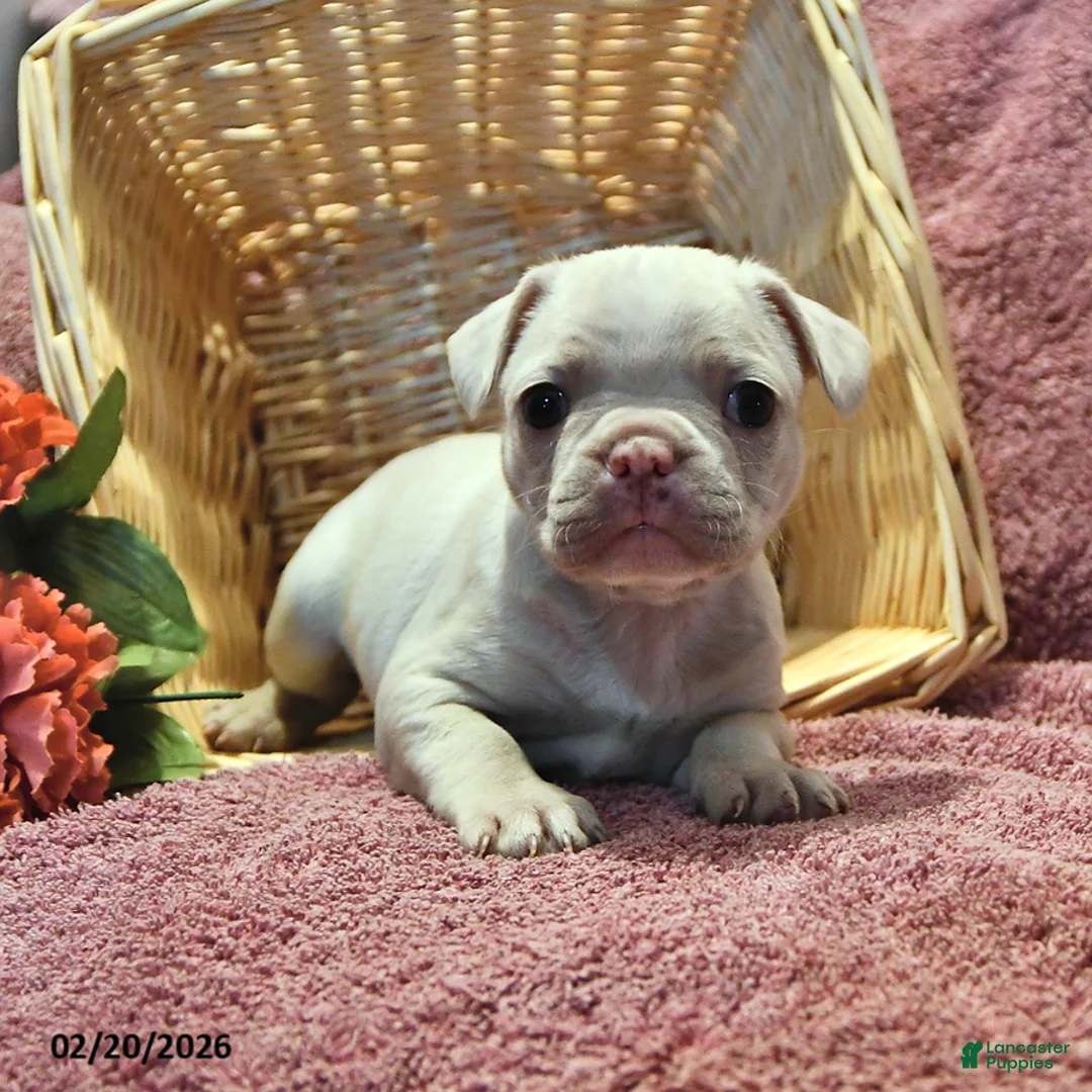 Frenchton dogs for sale: Silky - Ad 3