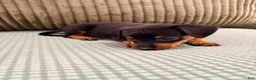 Miniature Pinscher dogs for sale: Luke - Ad 8