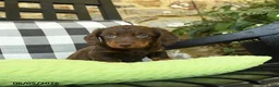 Dachshund dogs for sale: Troy - Ad 4