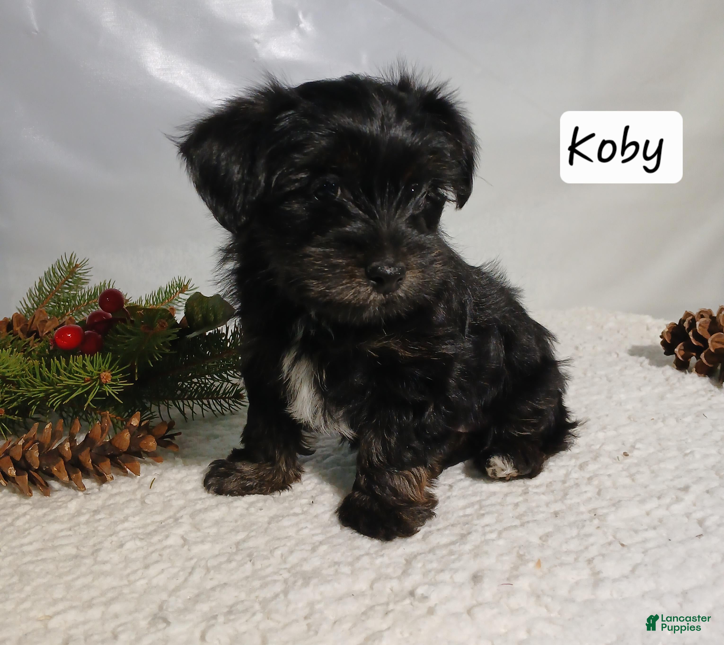 Yorkiepoo dogs Koby - Ad 41