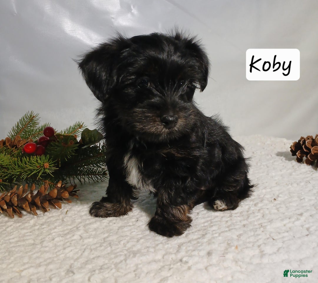 Yorkiepoo dogs for sale: Koby - Ad 1
