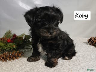 Yorkiepoo dogs Koby - Ad 37
