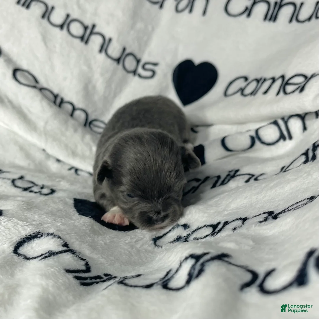 Chihuahua dogs for sale: Fiona Blue Tricolor Long Coat - Ad 5