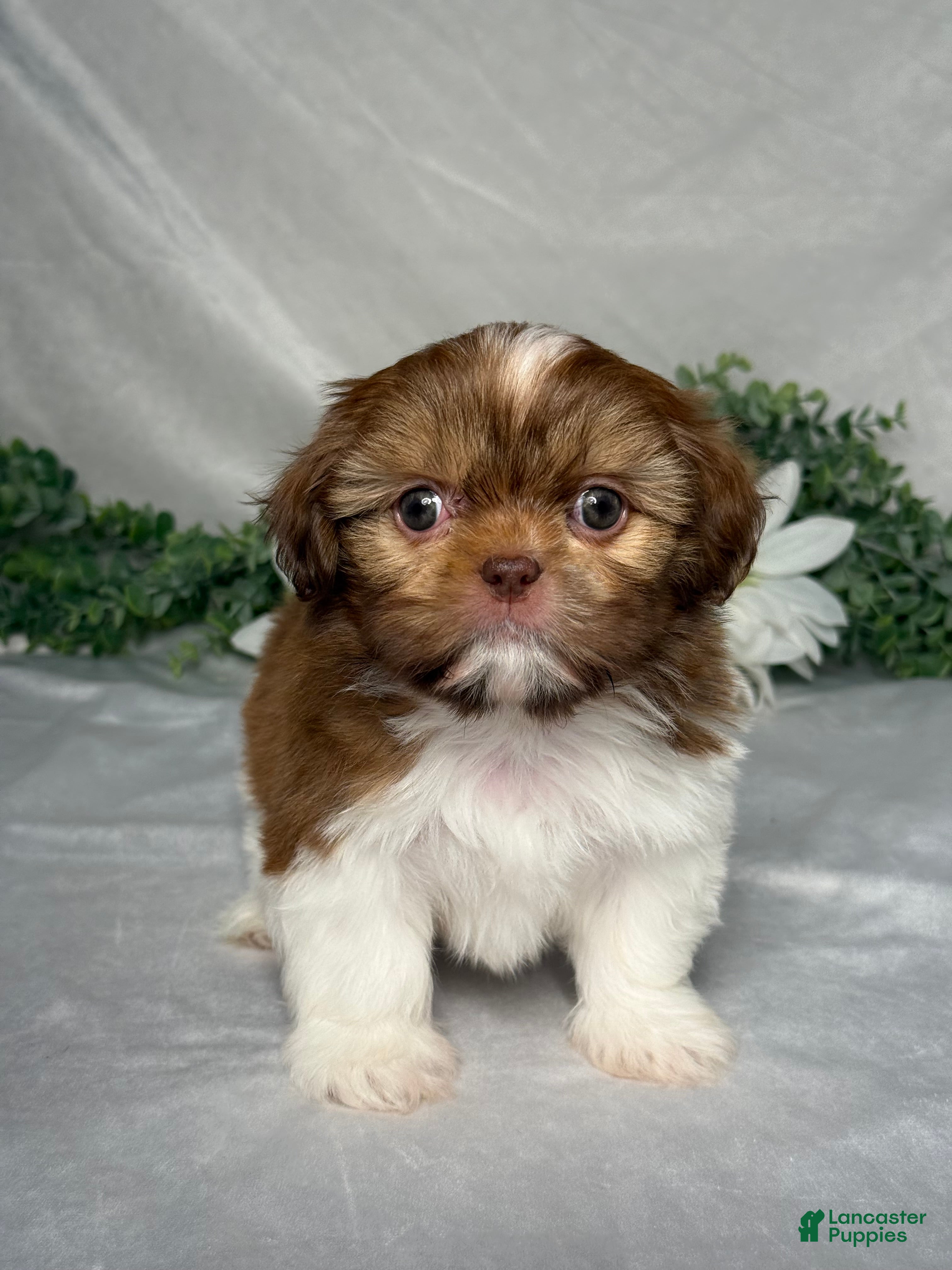 Shih Tzu dogs Sophia  - Ad 1