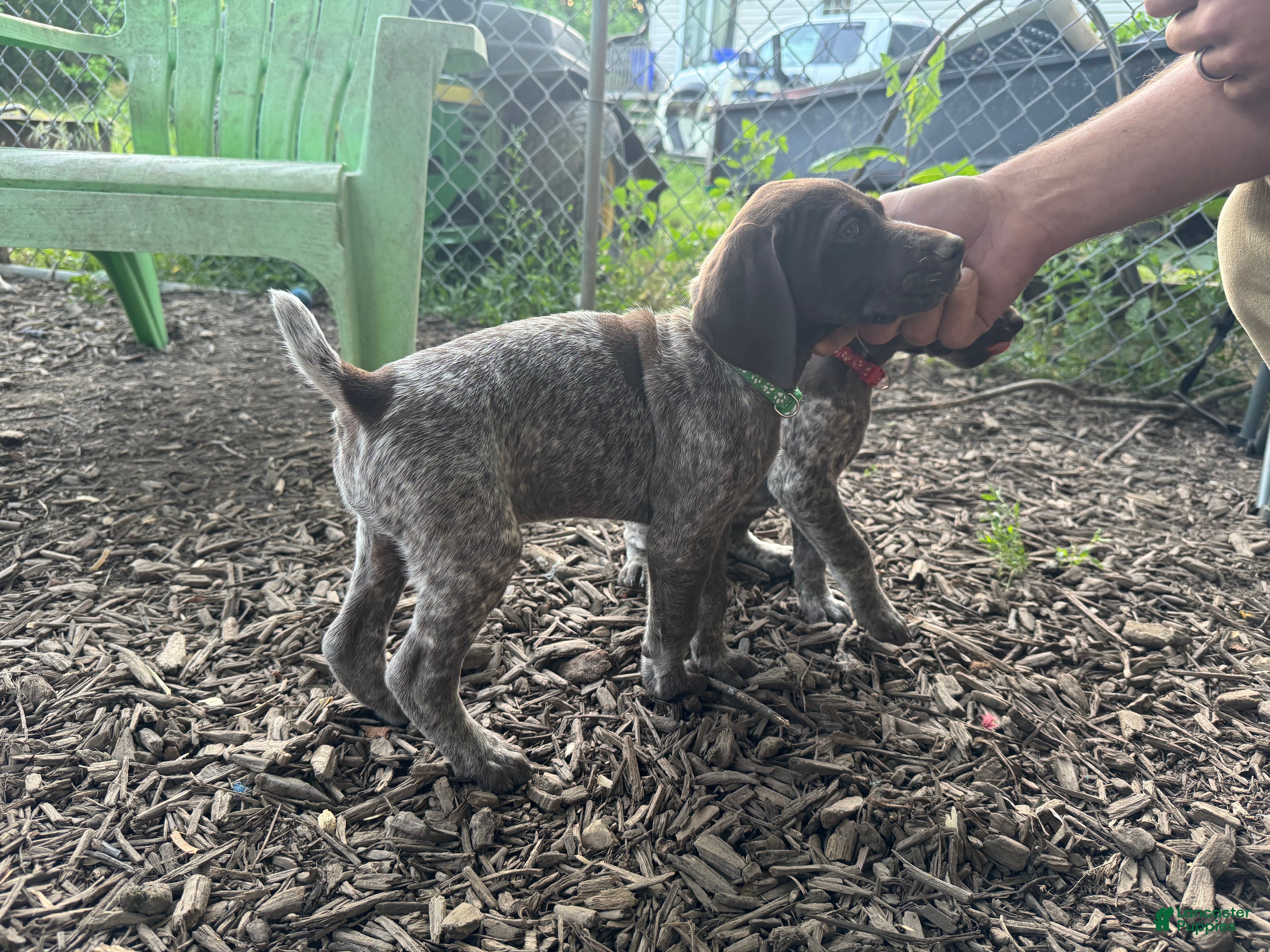 German Shorthaired Pointer dogs Dark Green Boy - Ad 2