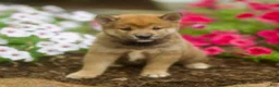 Shiba Inu dogs for sale: Loki - Ad 2