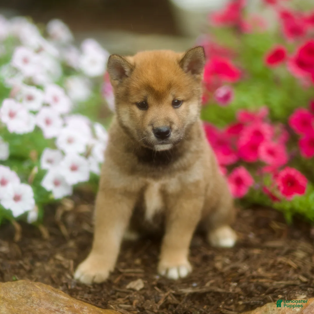 Shiba Inu dogs for sale: Loki - Ad 2