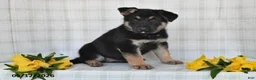 German Shepherd dogs for sale: Nicki - Ad 3