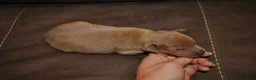 Miniature Pinscher dogs for sale: Rocker - Ad 3