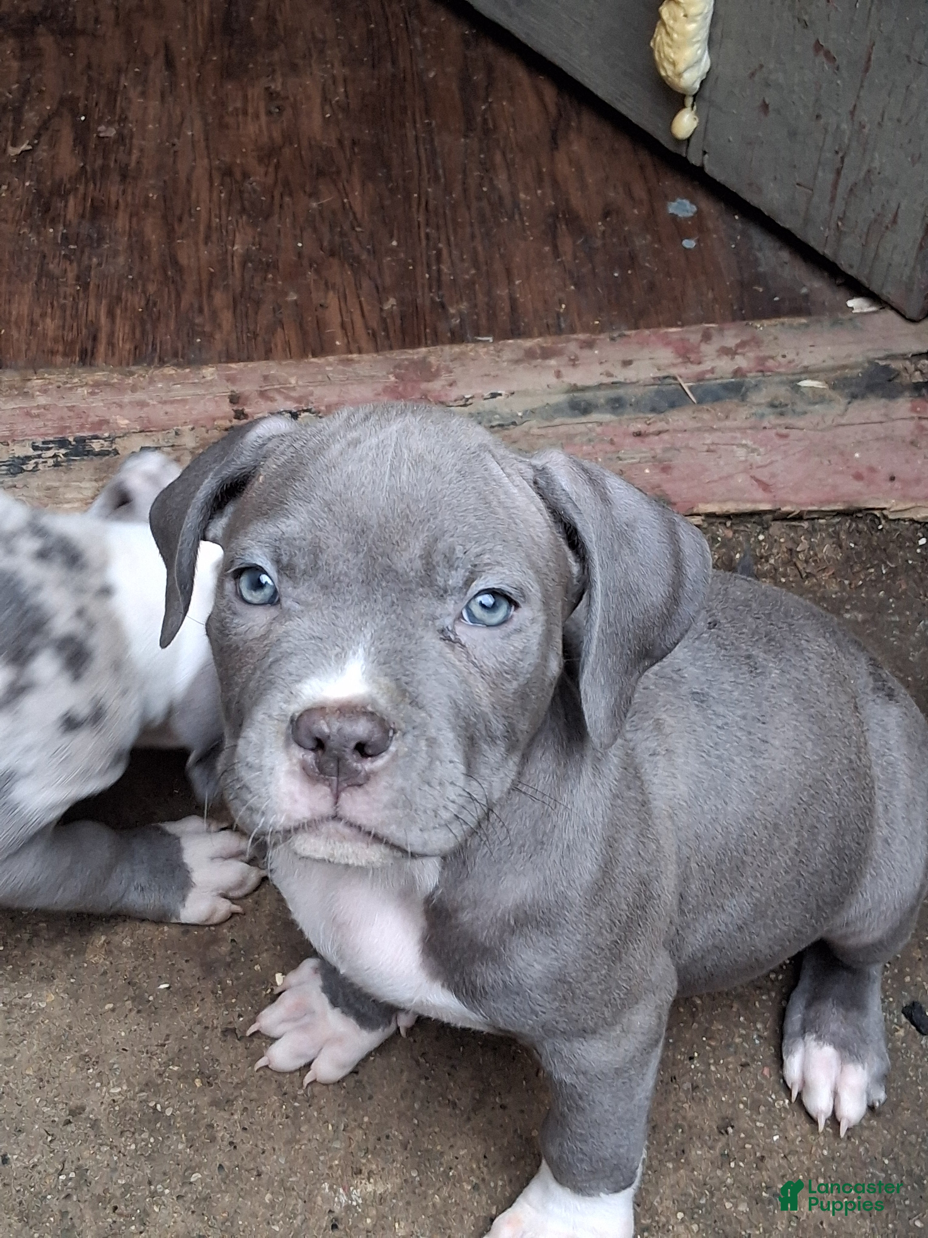 American Bully dogs American Bully Puppy 5 - Ad 39