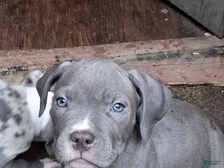 American Bully dogs American Bully Puppy 5 - Ad 39