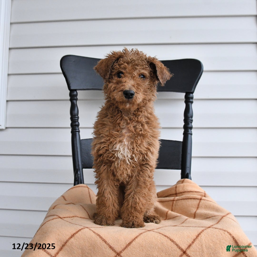 Goldendoodle dogs for sale: Bubbles - Ad 1