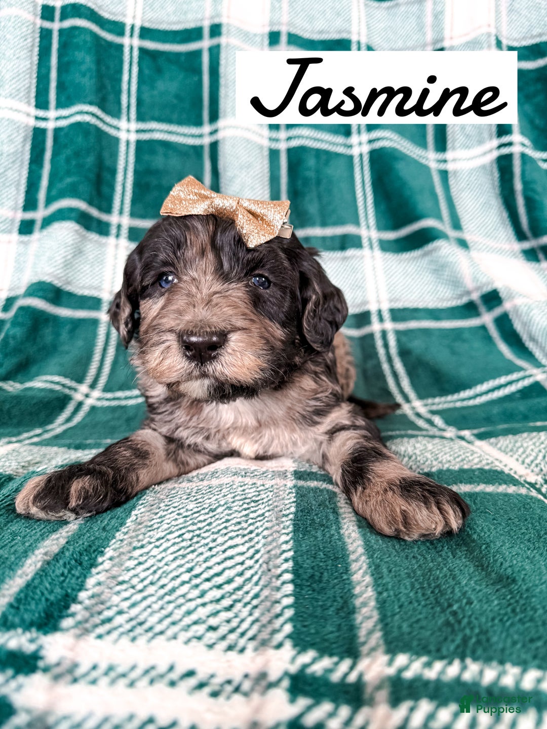 Aussiedoodle dogs for sale: Jasmine - Ad 5