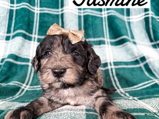 Aussiedoodle dogs Jasmine - Ad 23