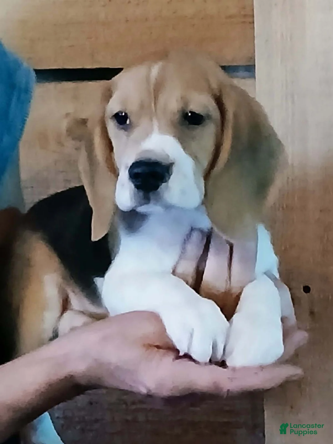 Beagle dogs for sale: UNO - Ad 1