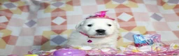 Golden Retriever dogs for sale: Millie 💕 - Ad 3