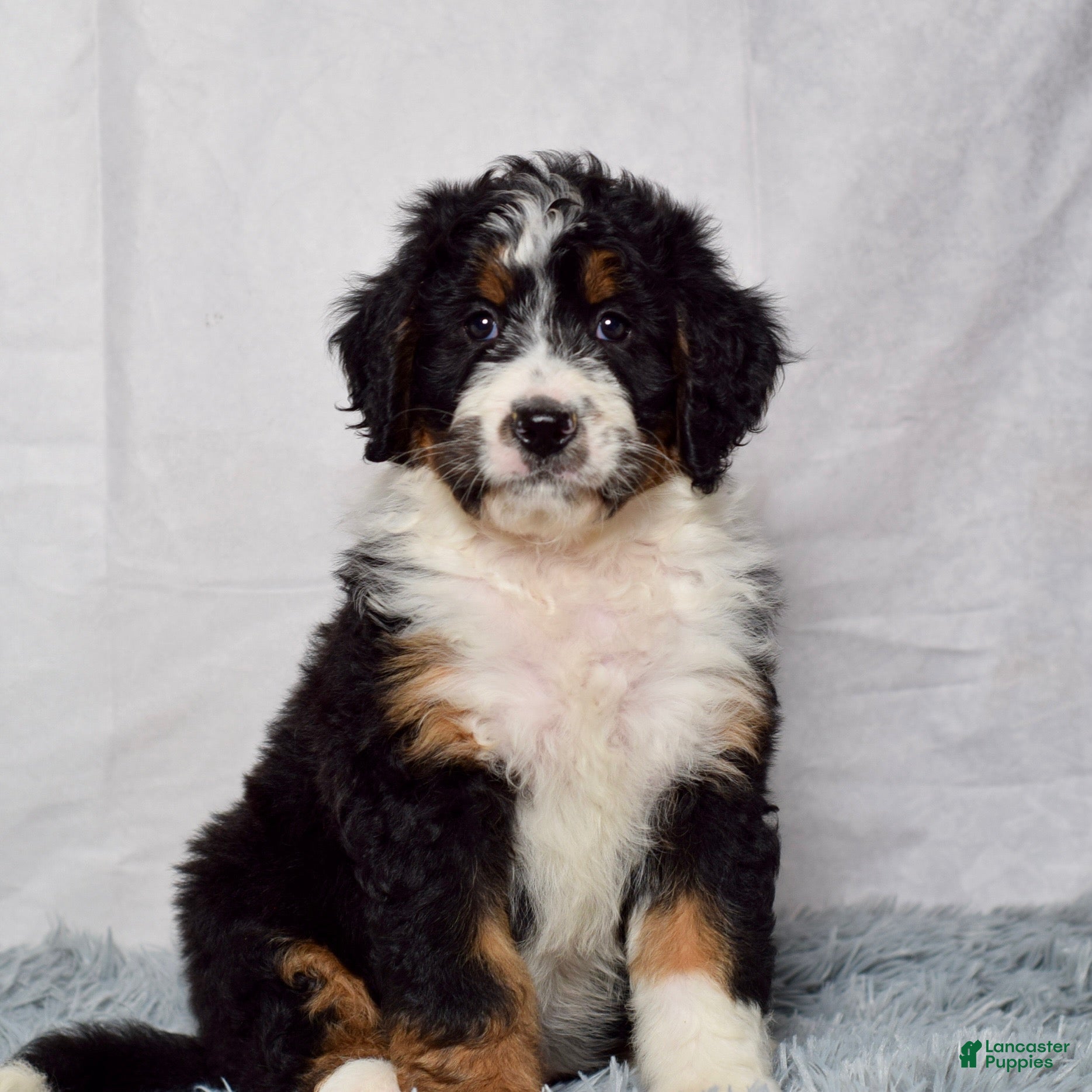 Bernedoodle dogs Wynonna  - Ad 1