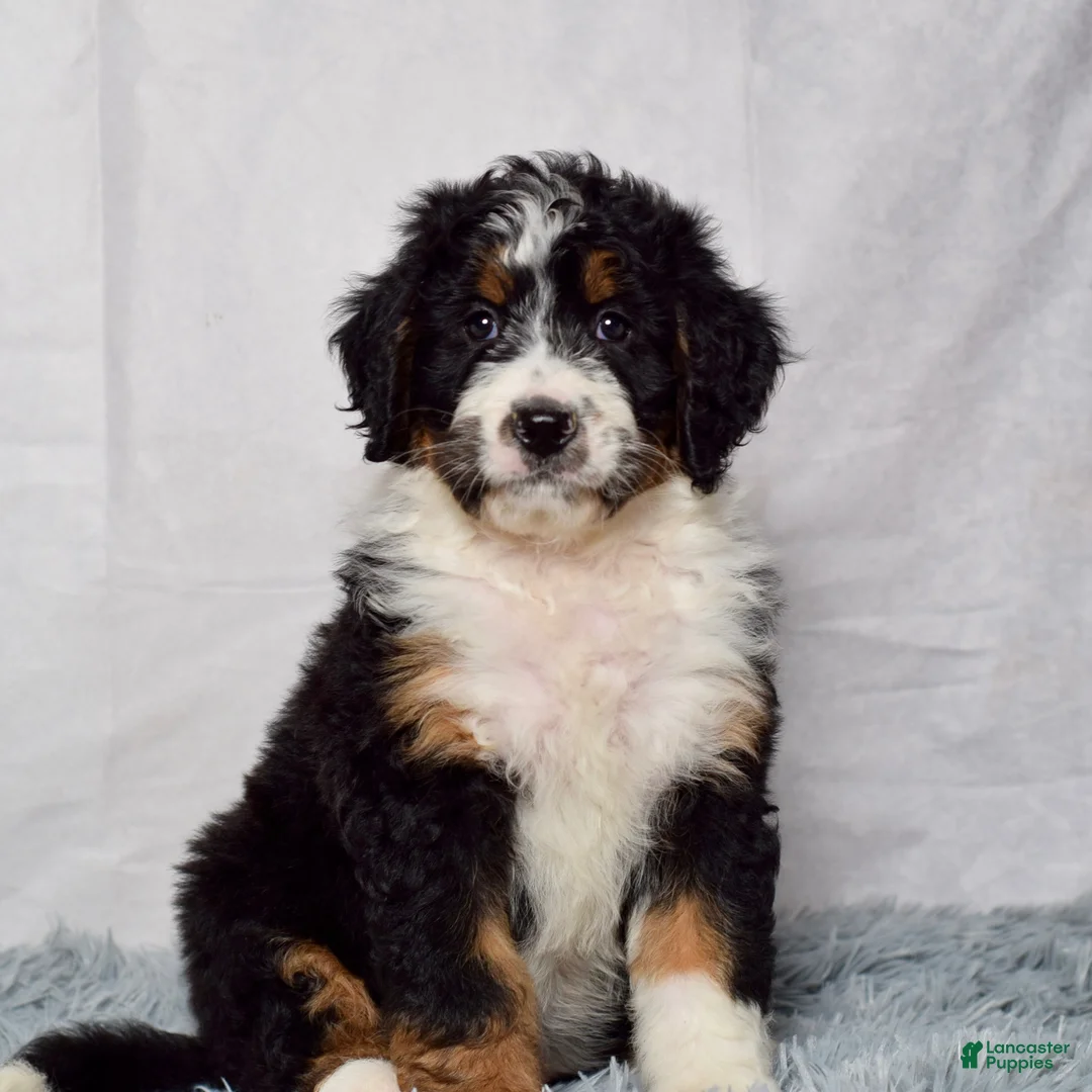 Bernedoodle dogs for sale: Wynonna  - Ad 1