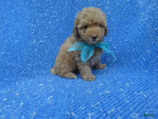Toy Poodle dogs Toy Poodle Puppy 1 - Ad 16