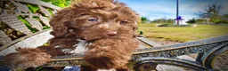 Havapoo dogs for sale: Prince - Ad 13